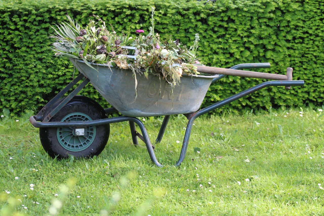 Services Old wheelbarrow filled with garden waste and weeds in a lush green backyard.